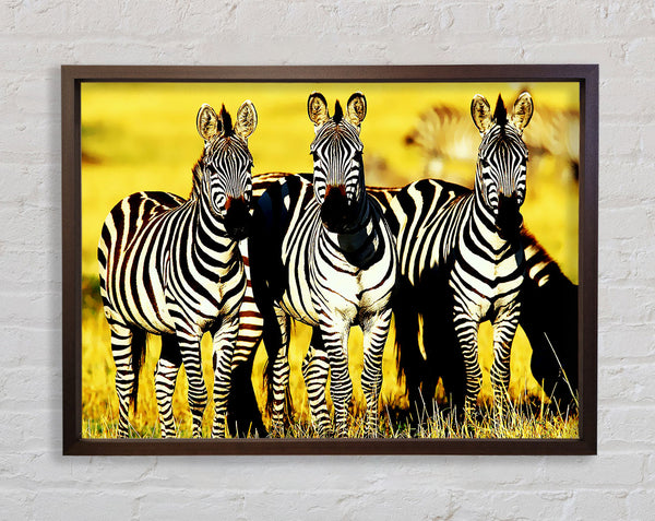 Neugierige Zebras