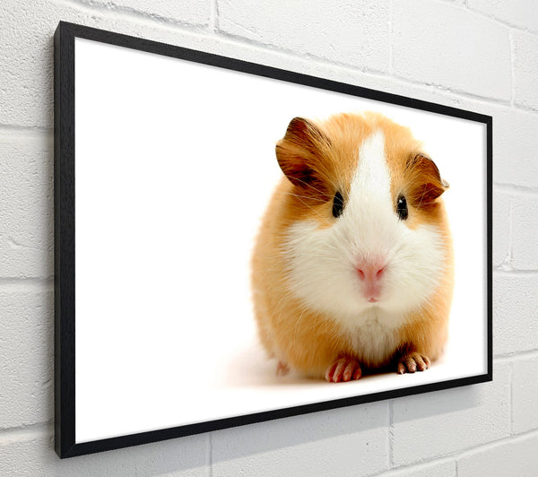Cute Guinea Pig