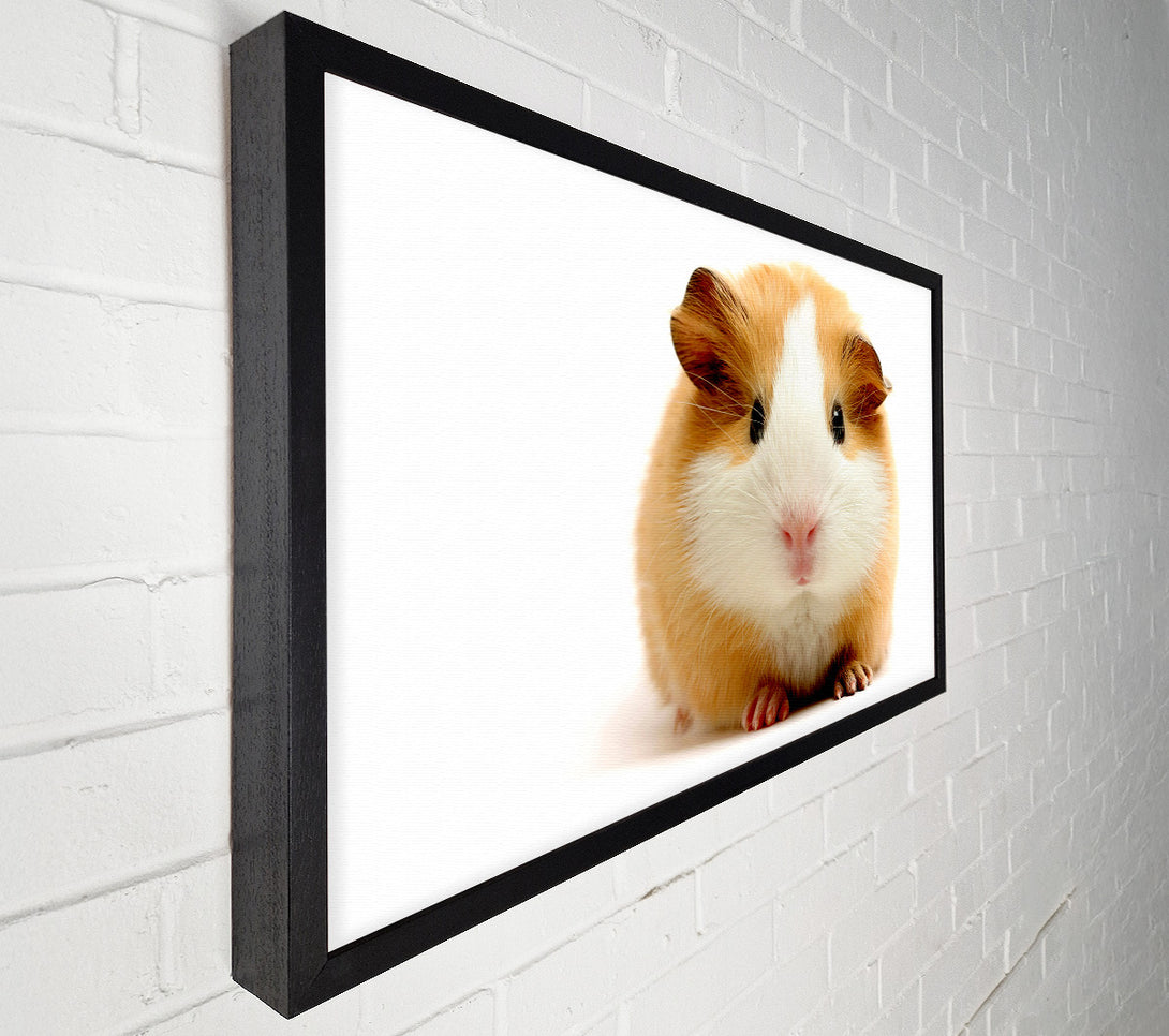  A Canvas Print of Cute Guinea Pig Canvas Print