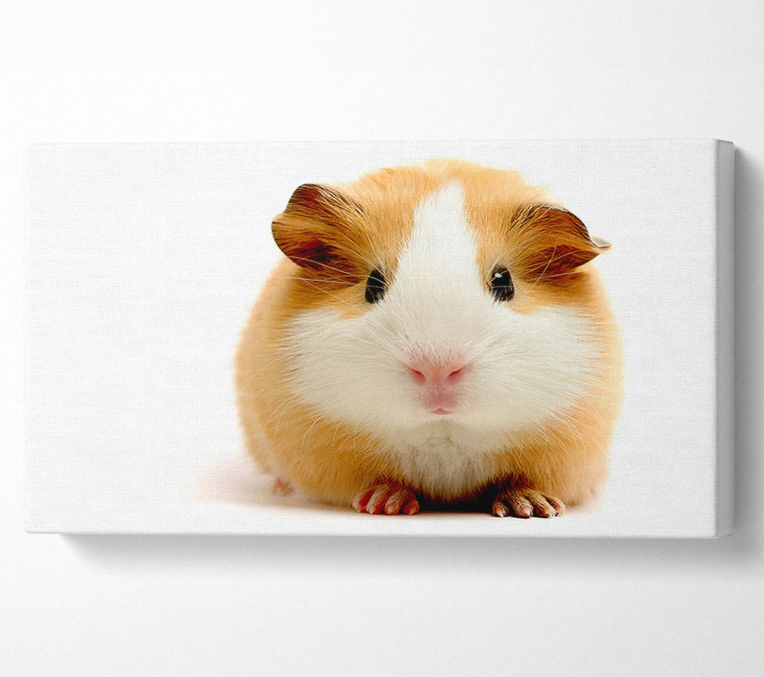  A Canvas Print of Cute Guinea Pig Canvas Print
