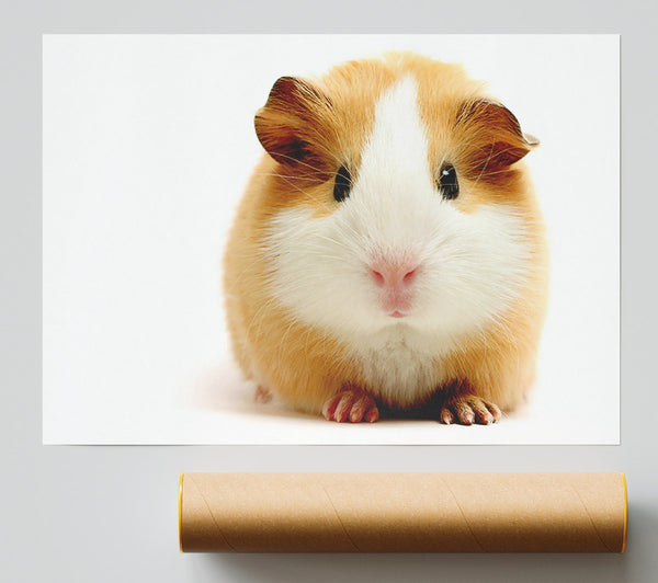Cute Guinea Pig Poster
