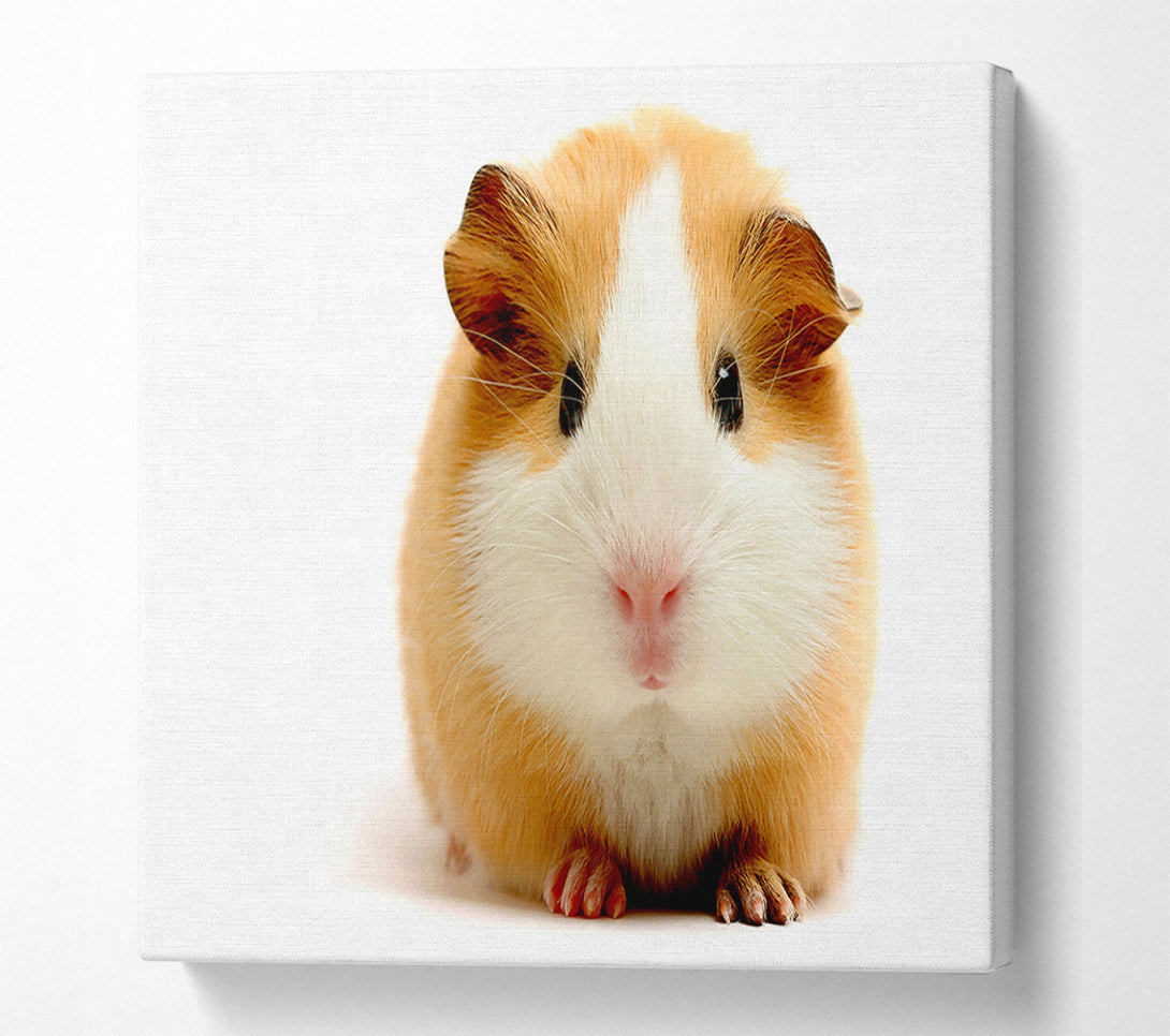  A Canvas Print of Cute Guinea Pig Canvas Print