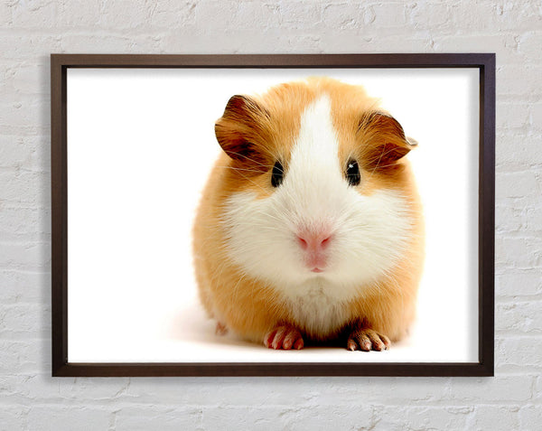 Cute Guinea Pig Framed Print