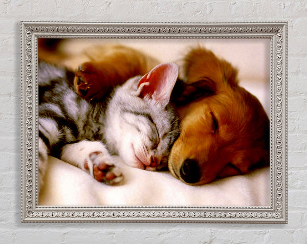 Cute Kitten And Puppy Framed Print
