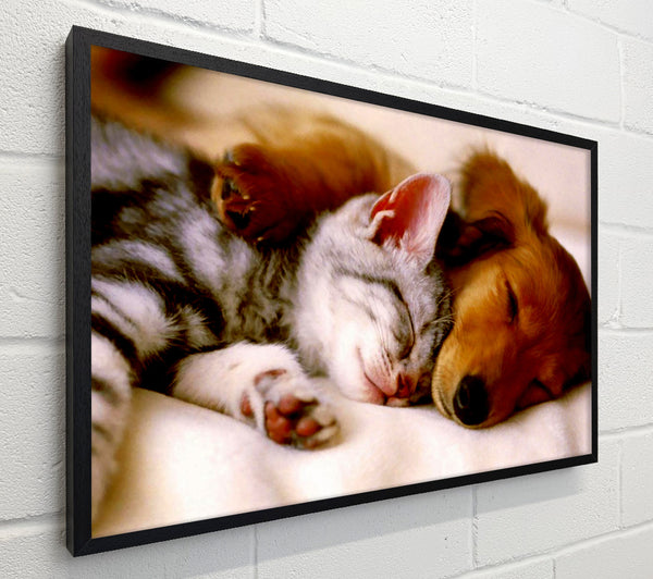 Cute Kitten And Puppy