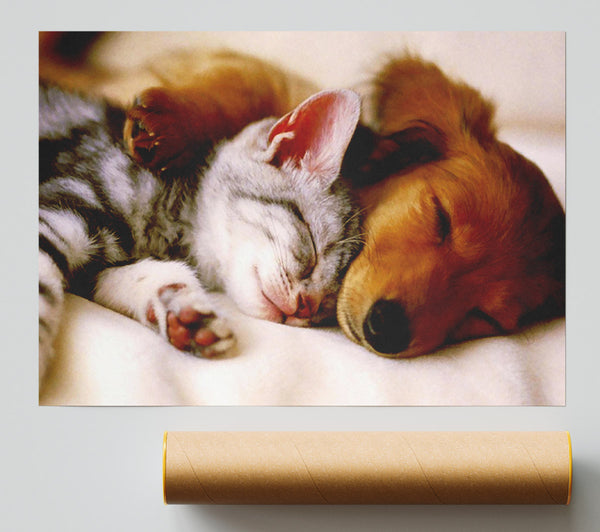 Cute Kitten And Puppy Poster