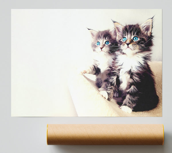 Cute Kittens Poster