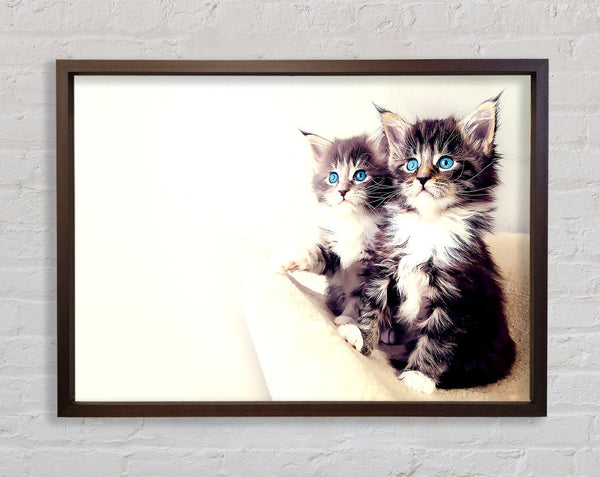 Cute Kittens Framed Print