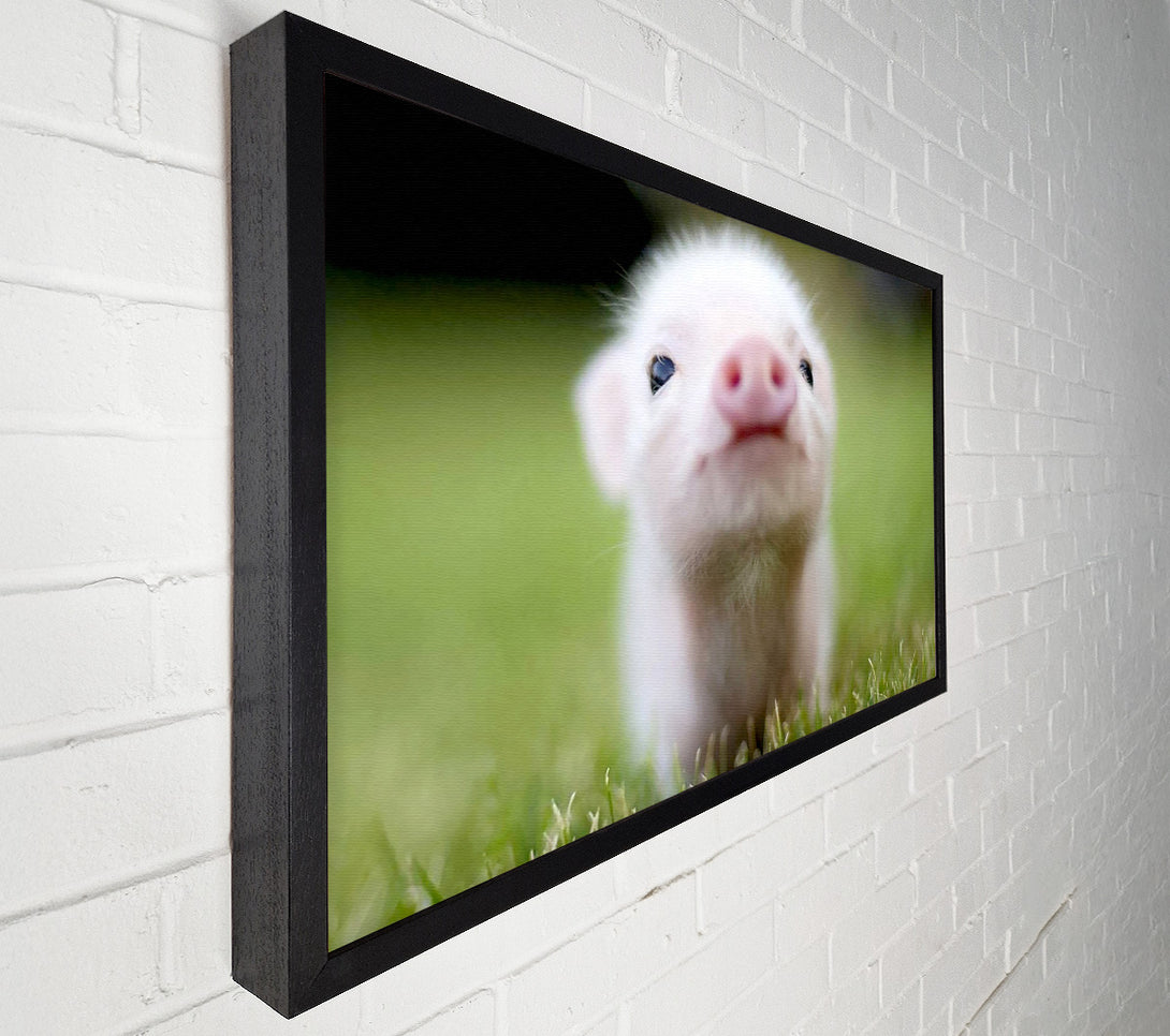  A Canvas Print of Cute Pig Canvas Wall Art