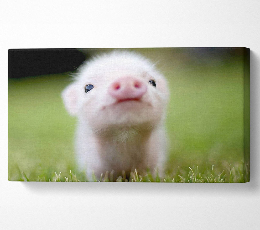 A Canvas Print of Cute Pig Canvas Wall Art