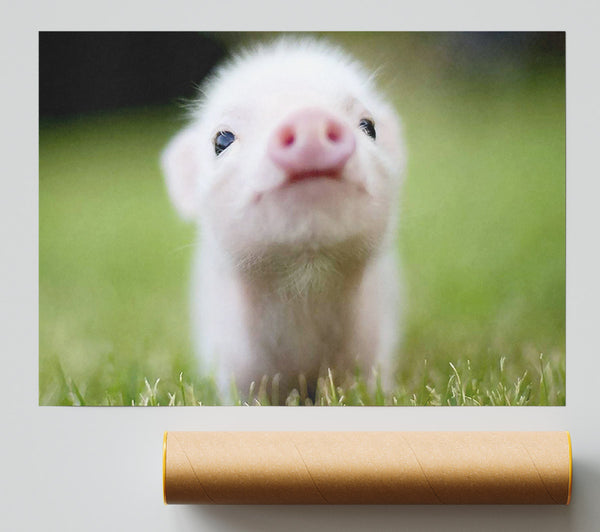Cute Pig Print