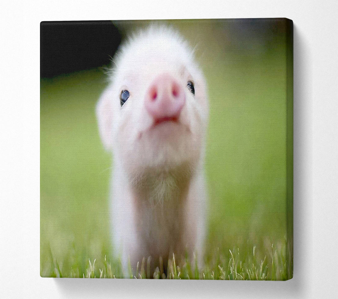  A Canvas Print of Cute Pig Canvas Wall Art