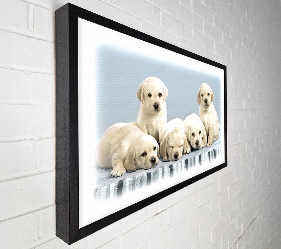  A Canvas Print of Cute Puppies Canvas Print