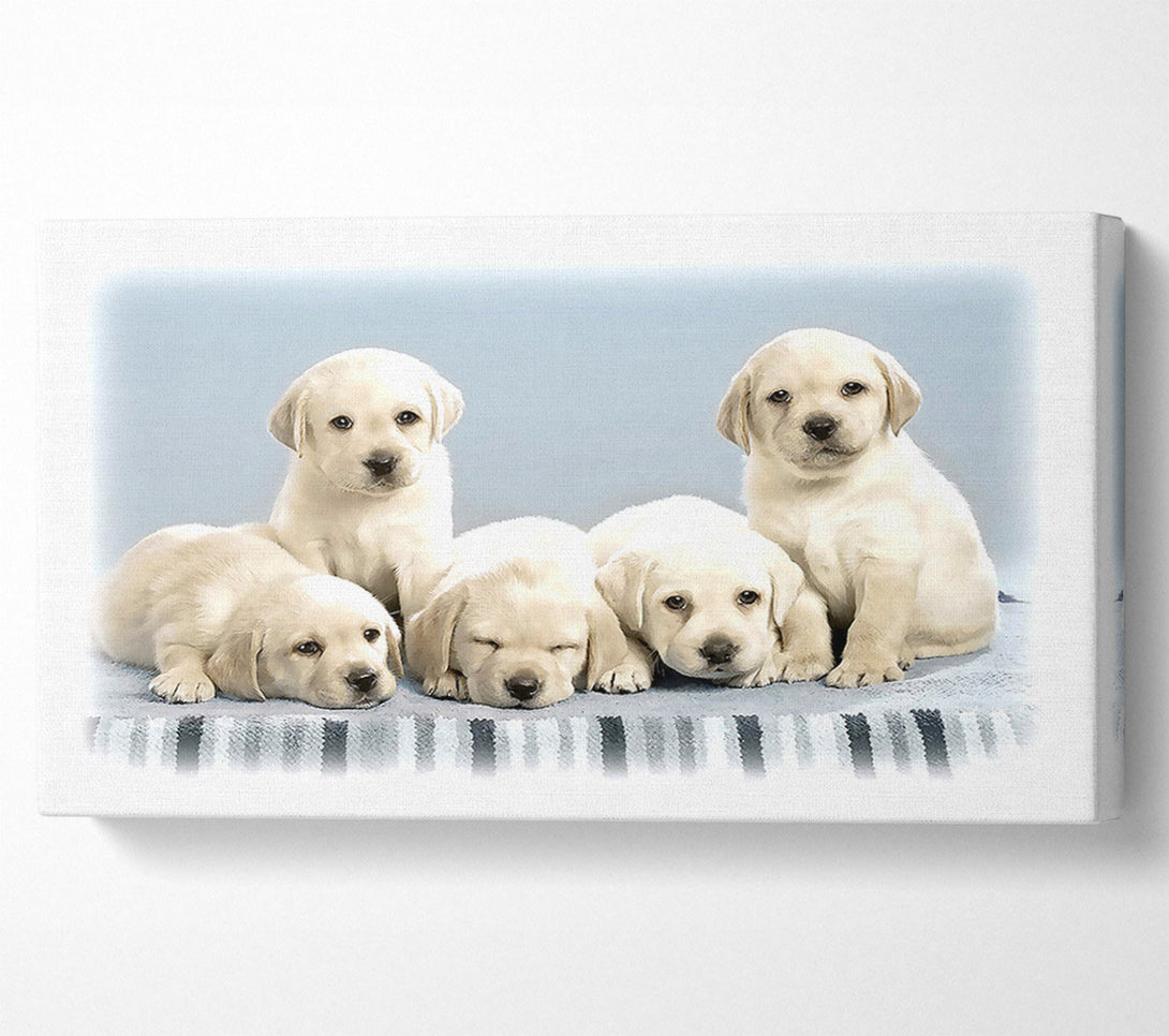  A Canvas Print of Cute Puppies Canvas Print