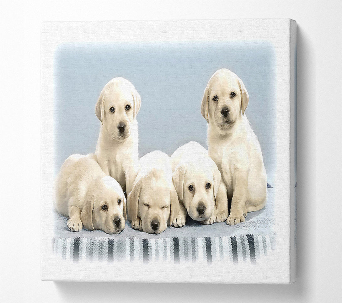  A Canvas Print of Cute Puppies Canvas Print