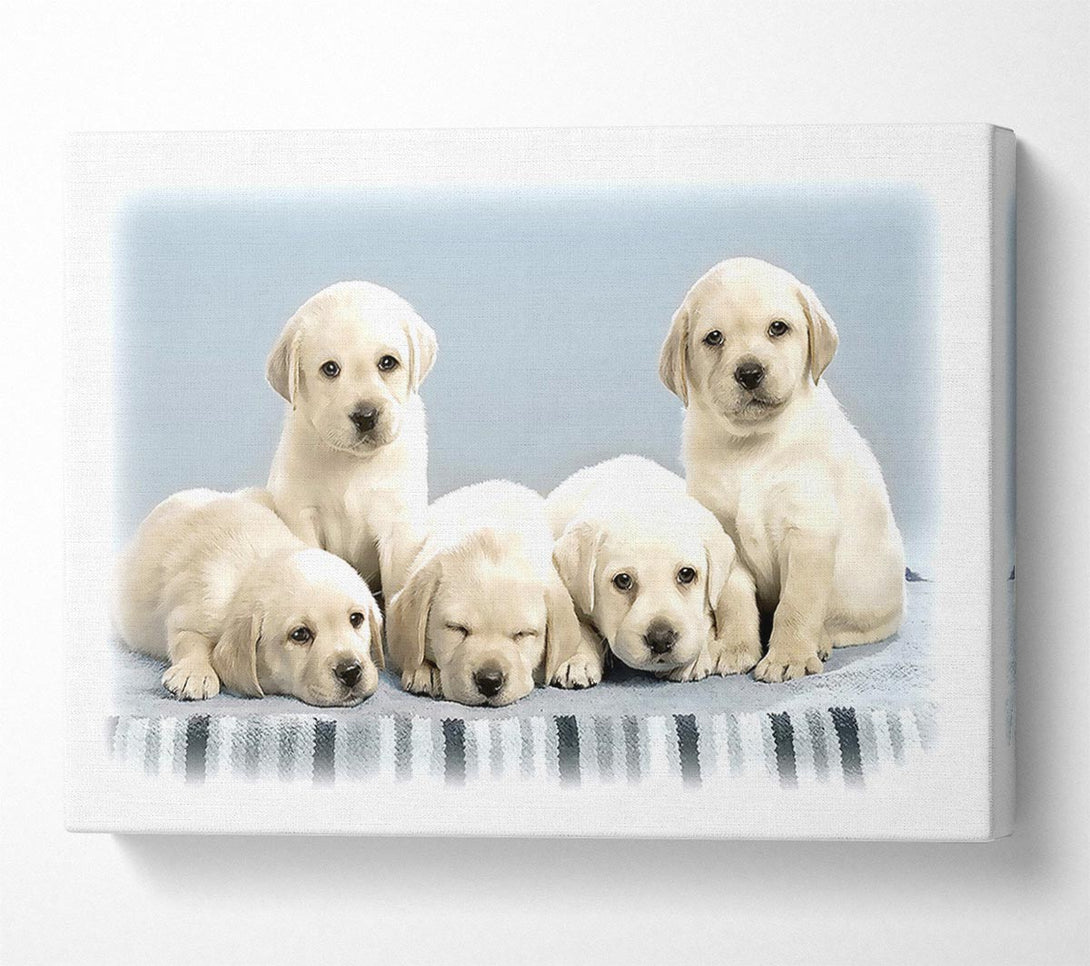  A Canvas Print of Cute Puppies Canvas Print