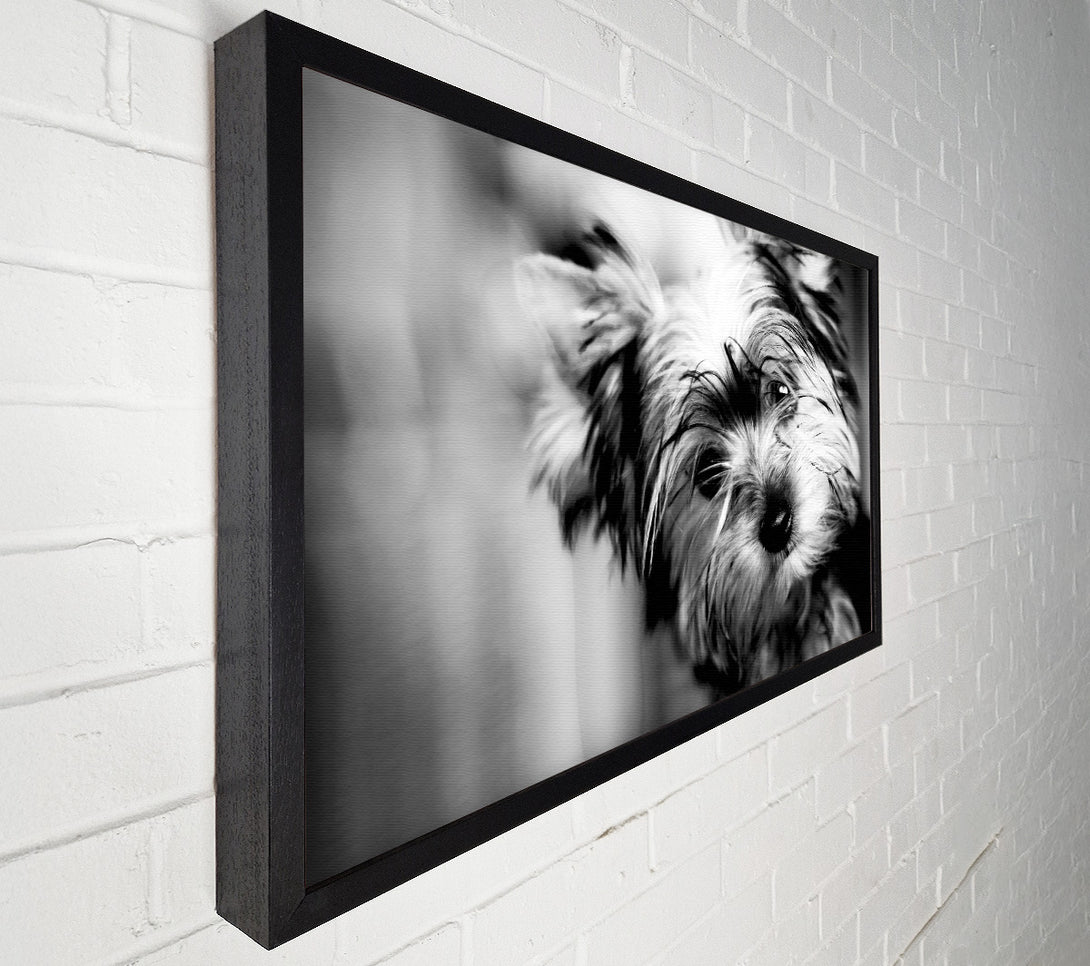  A Canvas Print of Cute Yorkshire Terrier Canvas Wall Art