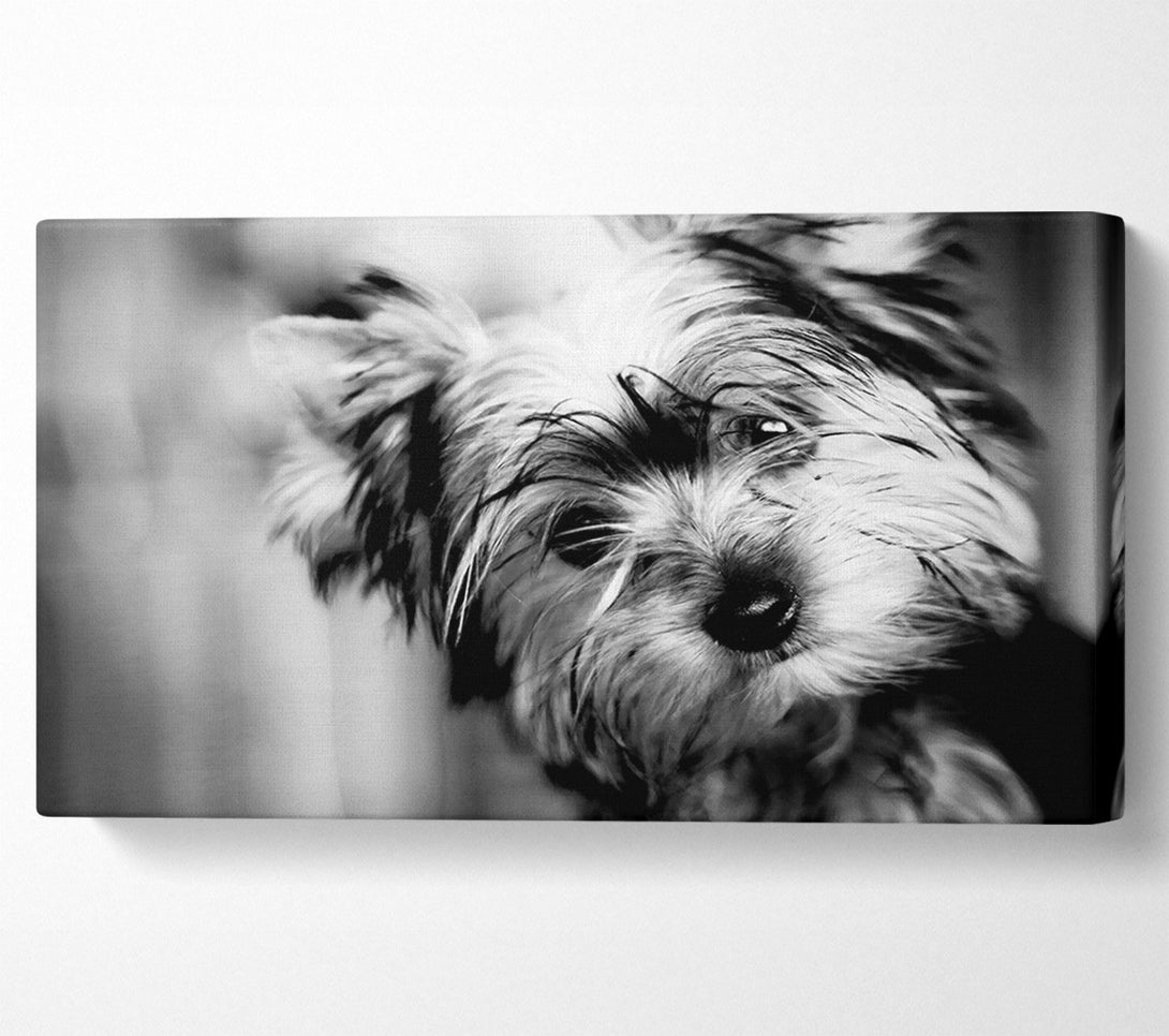  A Canvas Print of Cute Yorkshire Terrier Canvas Wall Art