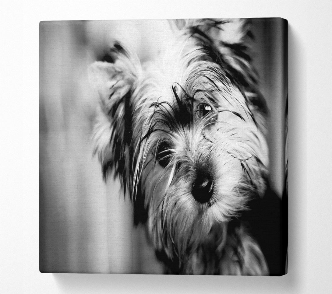  A Canvas Print of Cute Yorkshire Terrier Canvas Wall Art