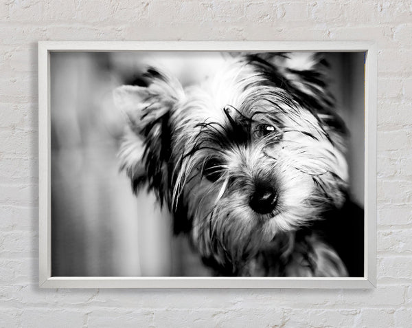 Cute Yorkshire Terrier Framed Print