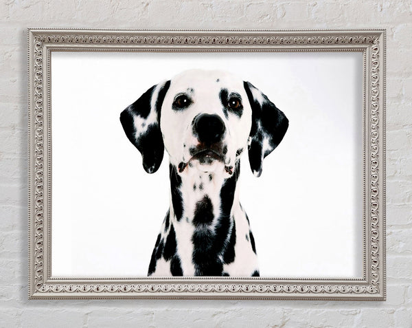 Dalmatian Beauty Framed Print