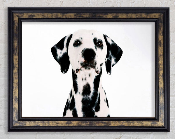 Dalmatian Beauty Framed Print