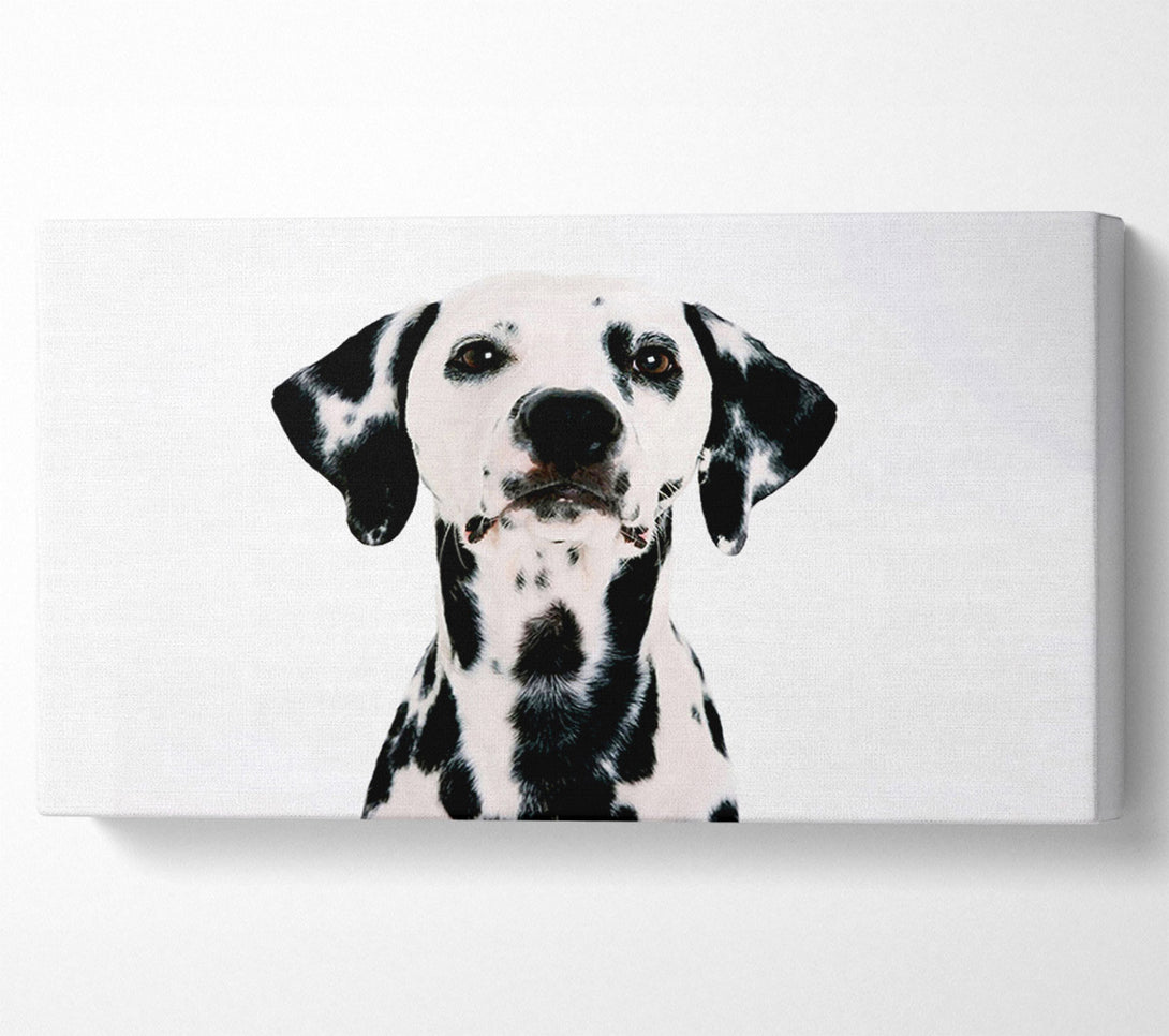  A Canvas Print of Dalmatian Beauty Canvas Art