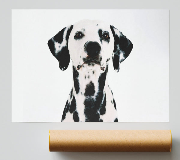 Dalmatian Beauty Print