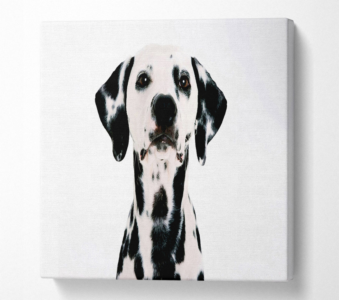  A Canvas Print of Dalmatian Beauty Canvas Art