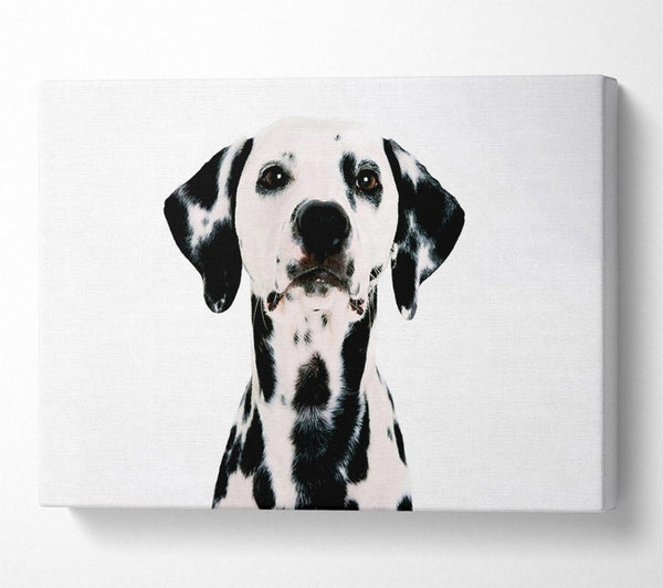  A Canvas Print of Dalmatian Beauty Canvas Art