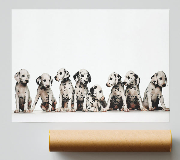 Dalmatian Puppy Fun Poster