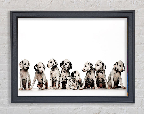 Dalmatian Puppy Fun Framed Print