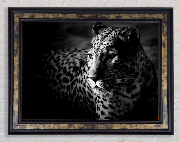 Dark Cheetah Framed Print