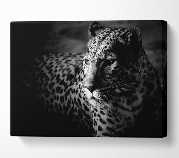  A Canvas Print of Dark Cheetah Canvas Art