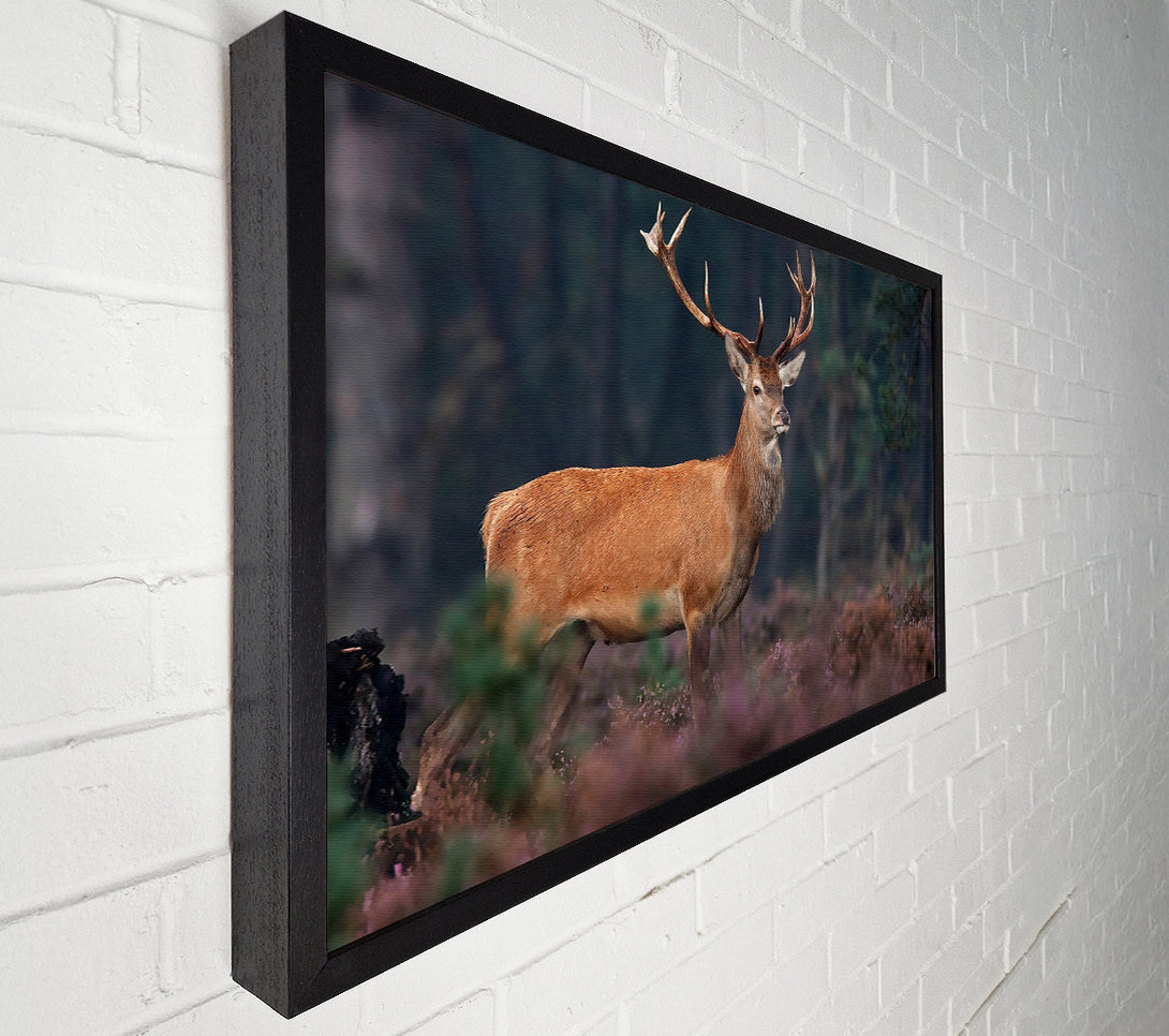  A Canvas Print of Deer 2 Canvas Wall Art