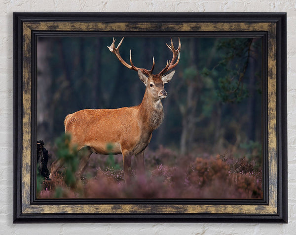 Deer 2 Framed Print