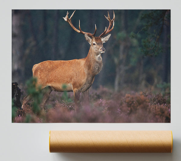 Deer 2 Giclee Print