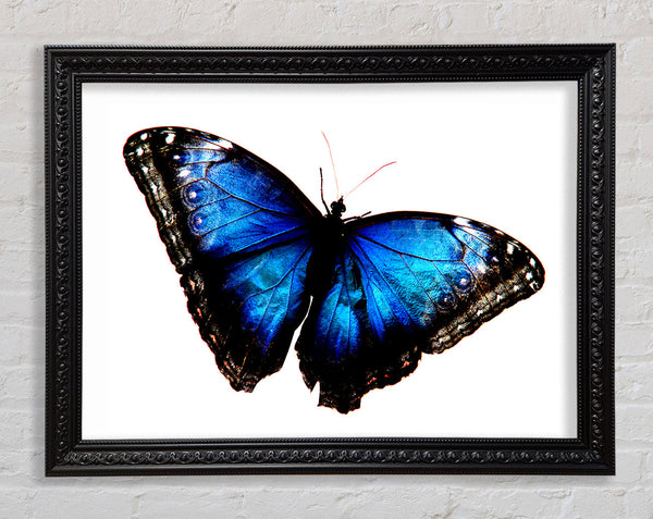 Diamond Blue Butterfly Wings Framed Print
