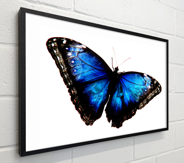 Diamond Blue Butterfly Wings