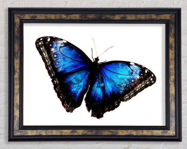 Diamond Blue Butterfly Wings Framed Print