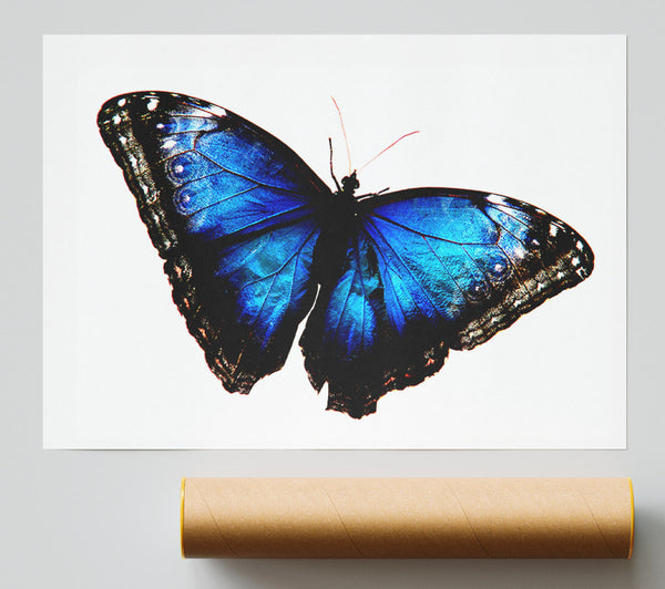Diamond Blue Butterfly Wings Print