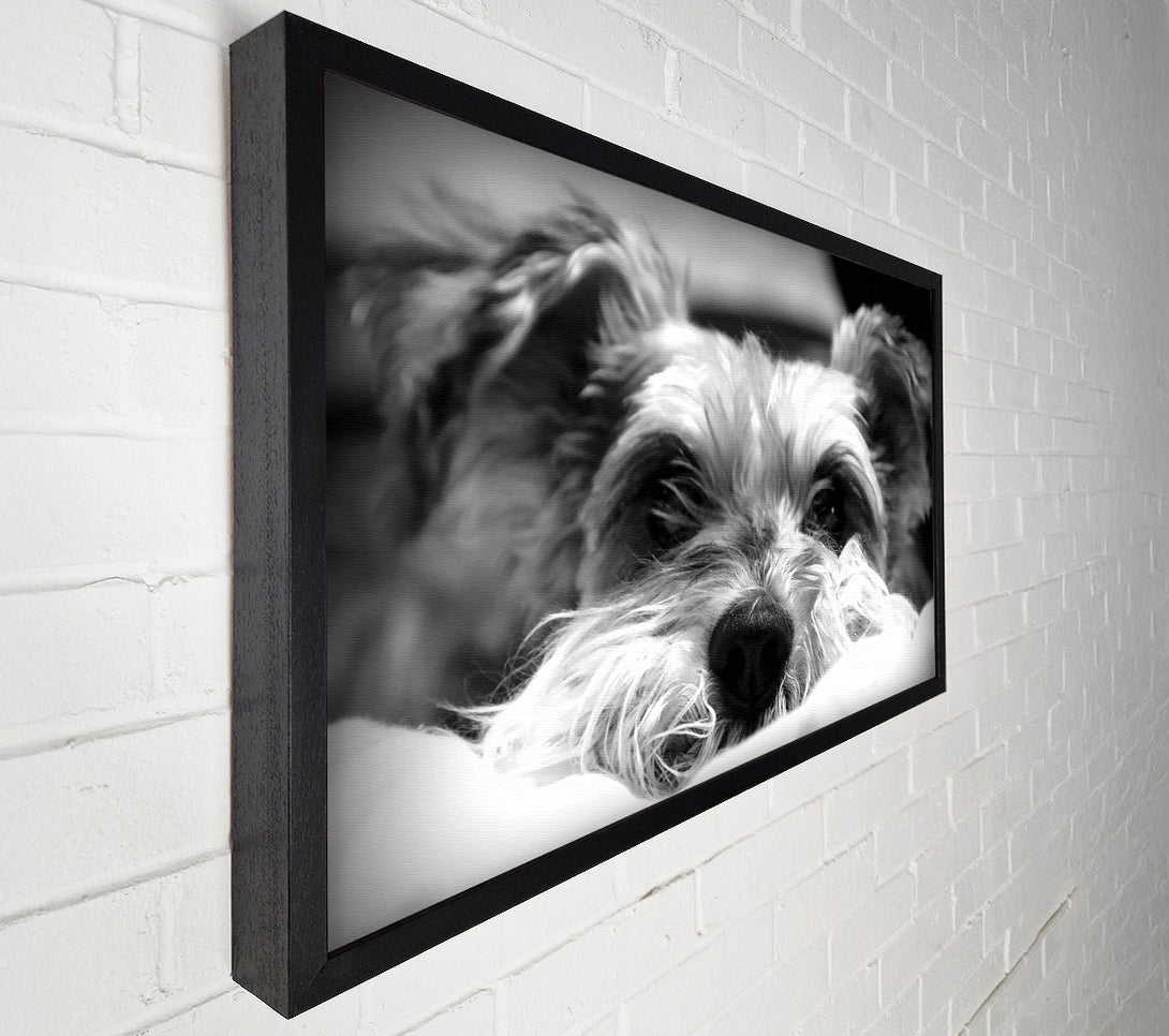  A Canvas Print of Dog B n W Canvas Art