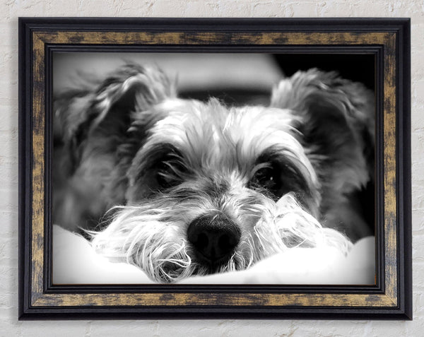 Dog B n W Framed Print