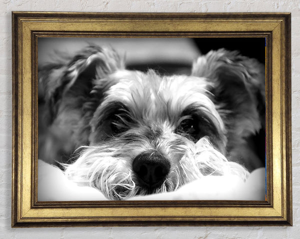 Dog B n W Framed Print