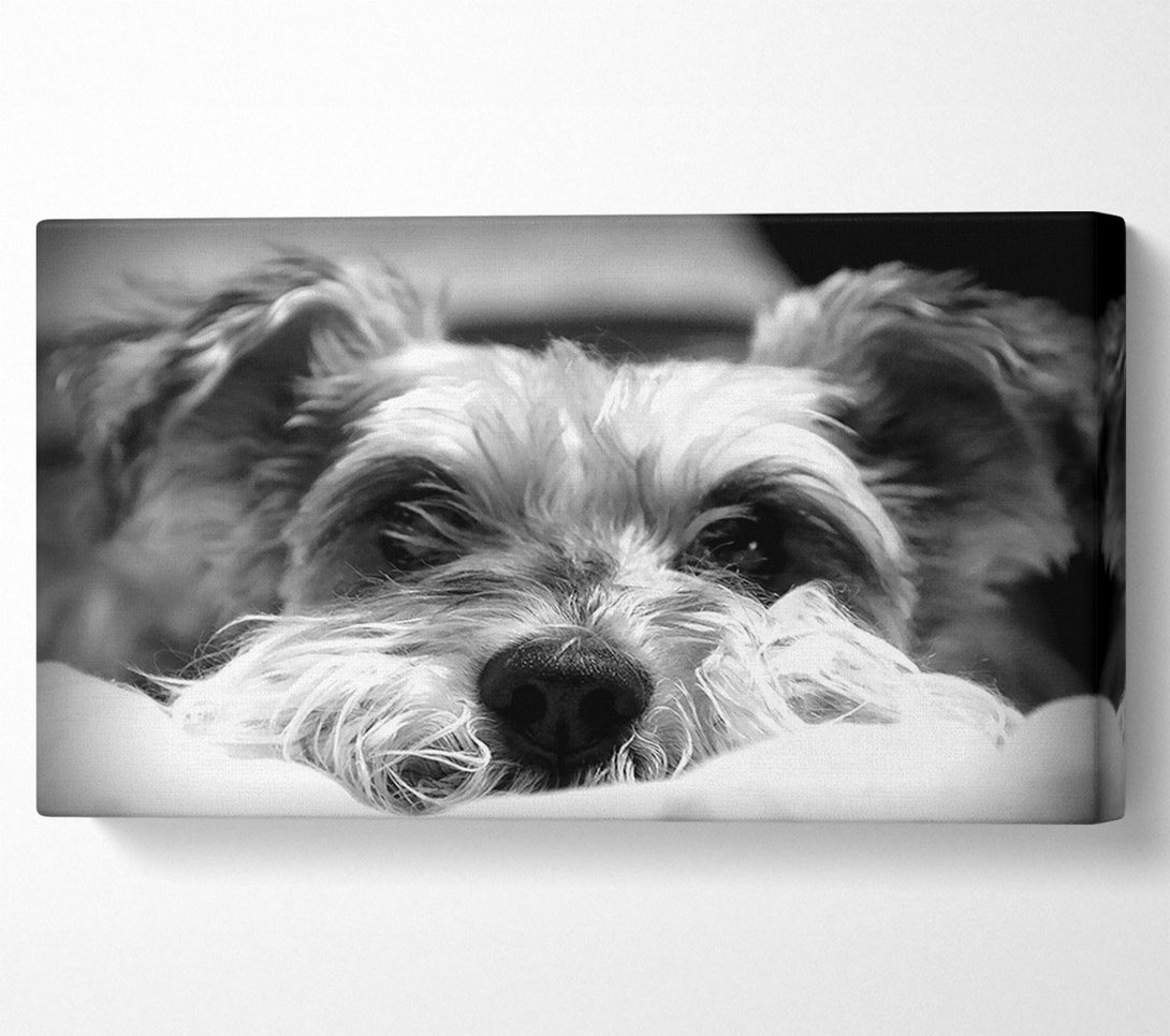  A Canvas Print of Dog B n W Canvas Art