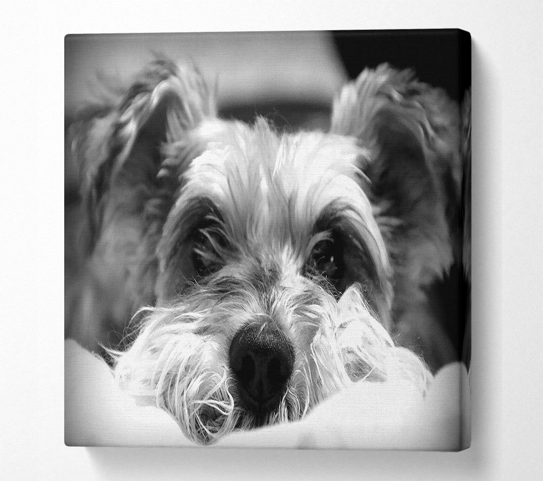  A Canvas Print of Dog B n W Canvas Art