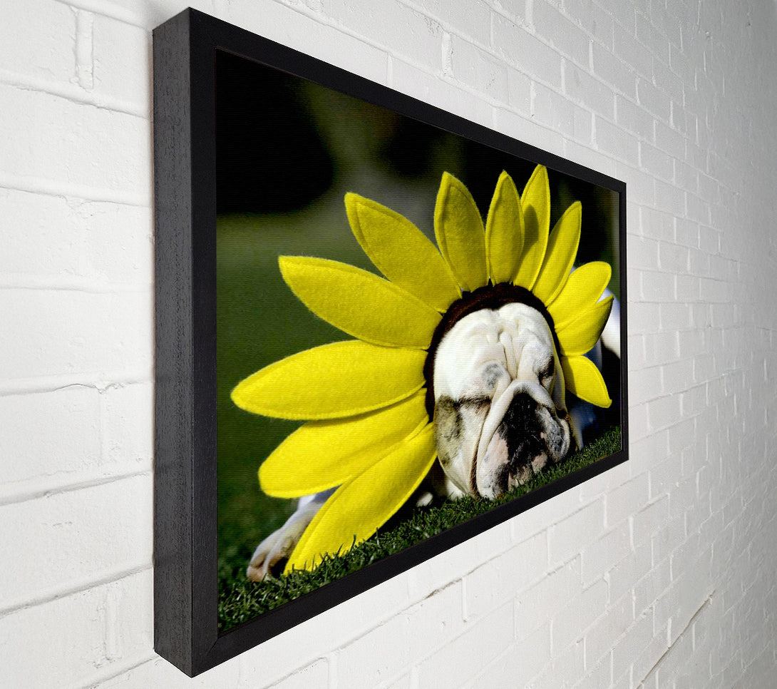  A Canvas Print of Dog Sunflower Hat Canvas Art