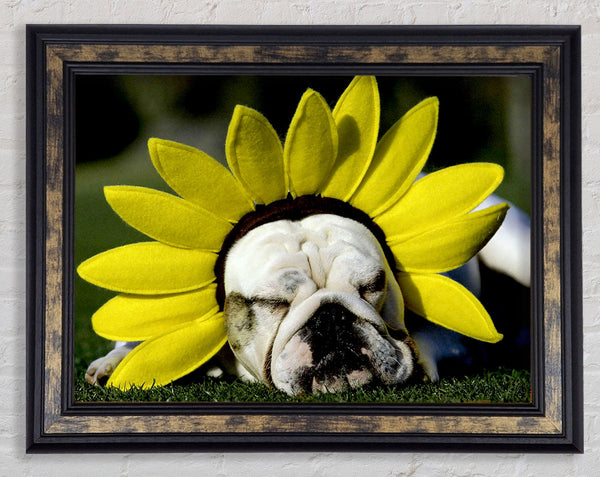 Dog Sunflower Hat Framed Print