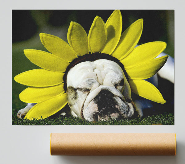 Dog Sunflower Hat Giclee Print
