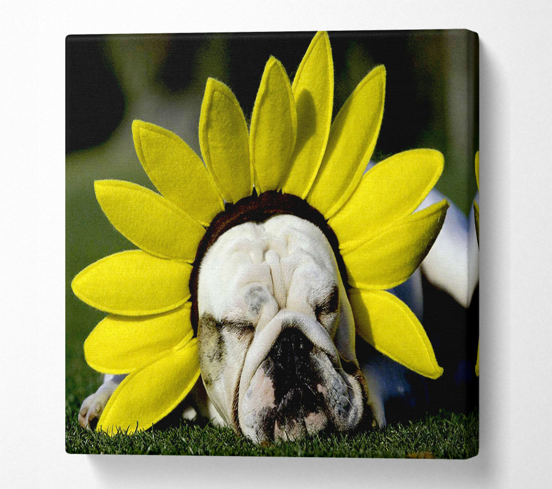  A Canvas Print of Dog Sunflower Hat Canvas Art